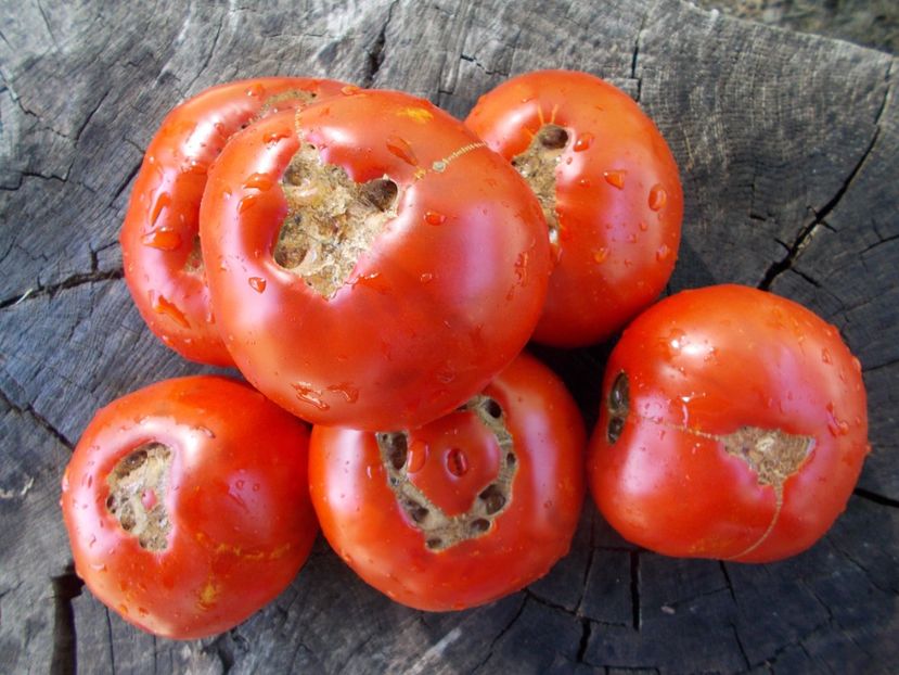  - SEMINTE ROSII - T 1041 ROSIE DE MAHMUDIA