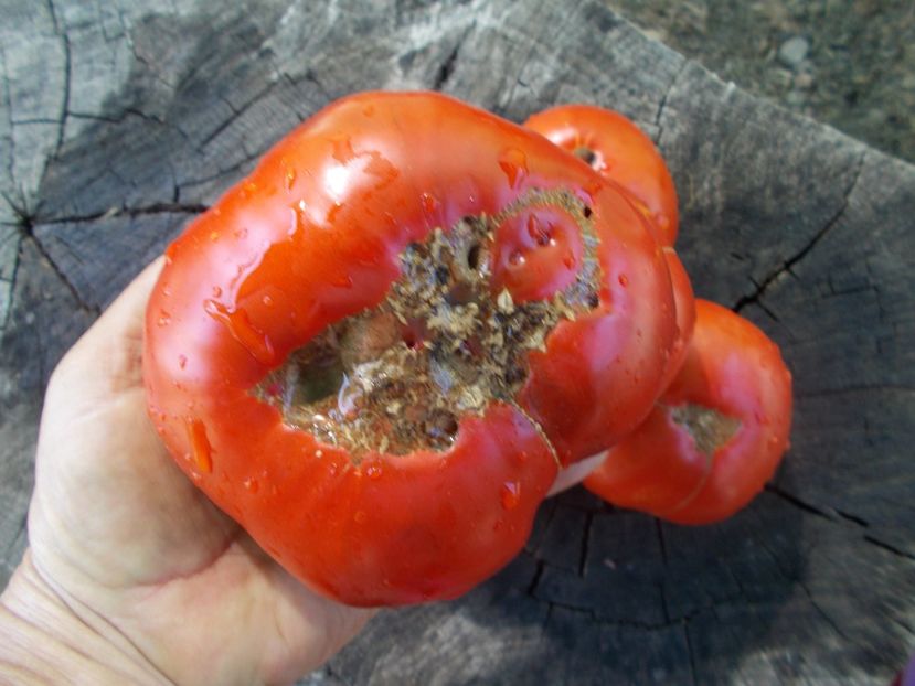  - SEMINTE ROSII - T 1041 ROSIE DE MAHMUDIA