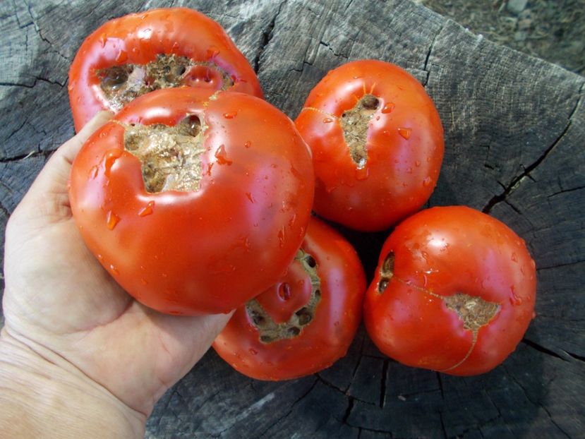  - SEMINTE ROSII - T 1041 ROSIE DE MAHMUDIA