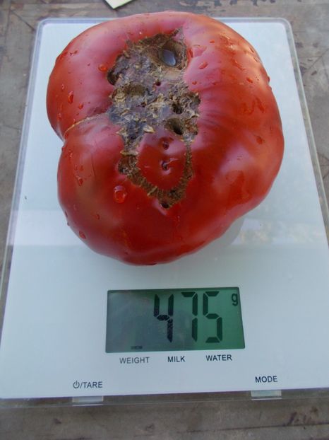  - SEMINTE ROSII - T 1041 ROSIE DE MAHMUDIA