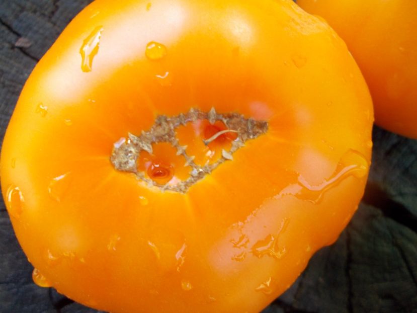  - SEMINTE ROSII - T 1035 ORANGE FLESH