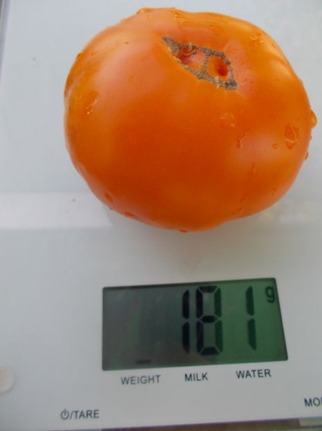  - SEMINTE ROSII - T 1035 ORANGE FLESH