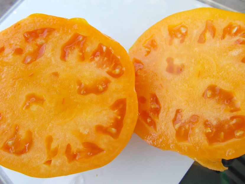  - SEMINTE ROSII - T 1035 ORANGE FLESH