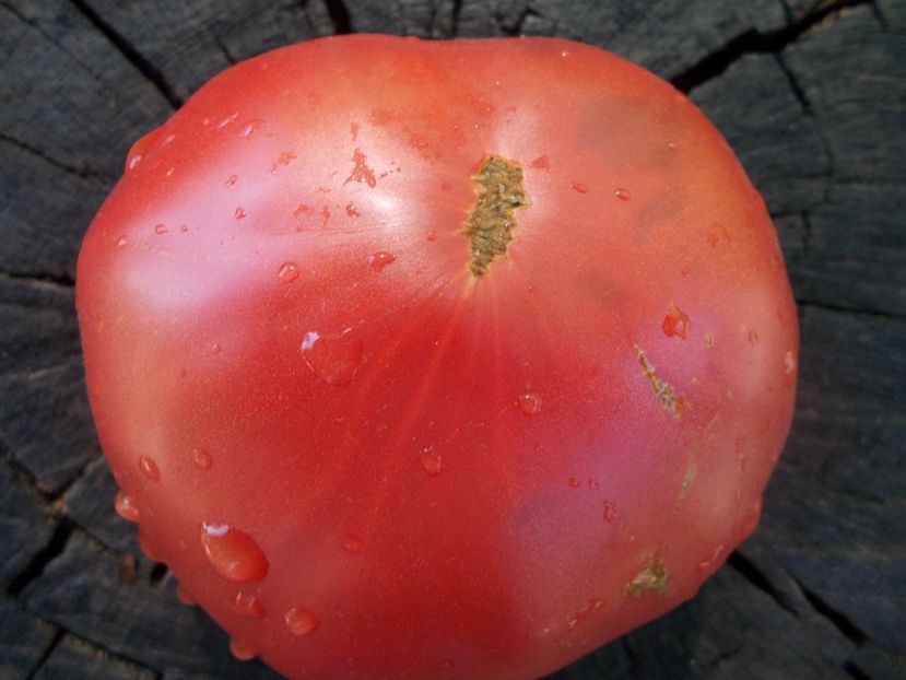  - SEMINTE ROSII - T 1054 GIANT OF BULGARIA