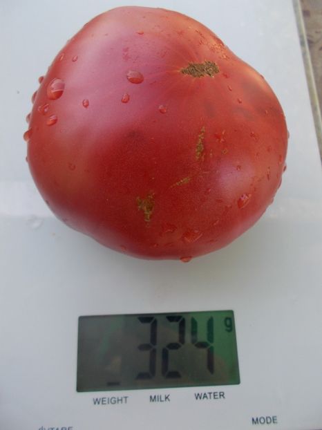  - SEMINTE ROSII - T 1054 GIANT OF BULGARIA