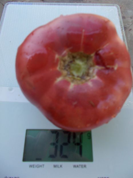  - SEMINTE ROSII - T 1054 GIANT OF BULGARIA