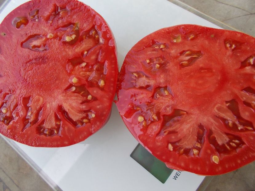  - SEMINTE ROSII - T 1054 GIANT OF BULGARIA