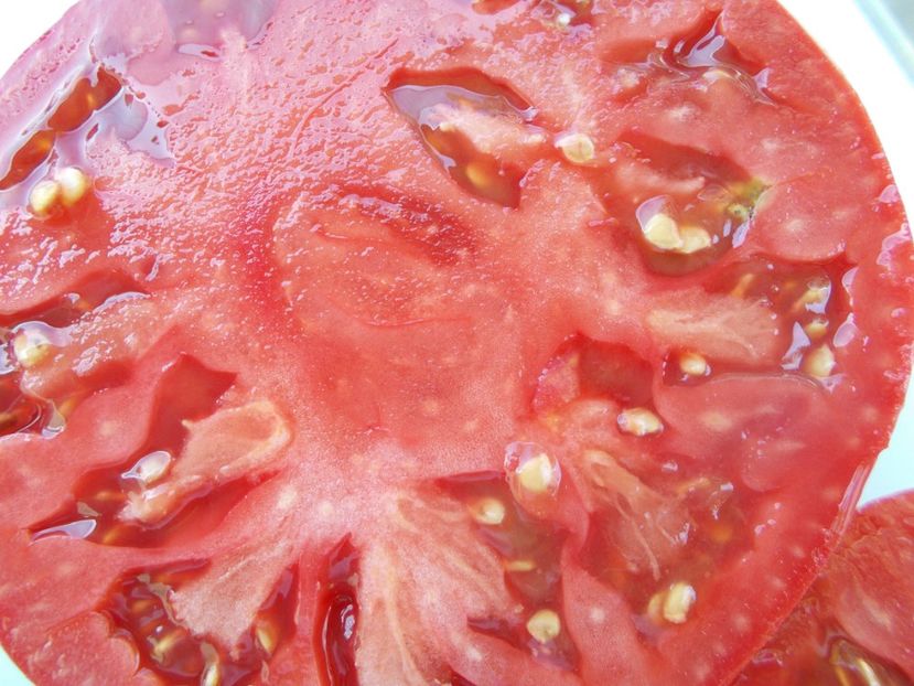  - SEMINTE ROSII - T 1054 GIANT OF BULGARIA