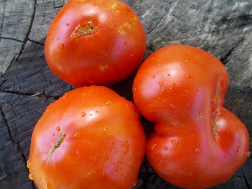  - SEMINTE ROSII - T 1052 LADY