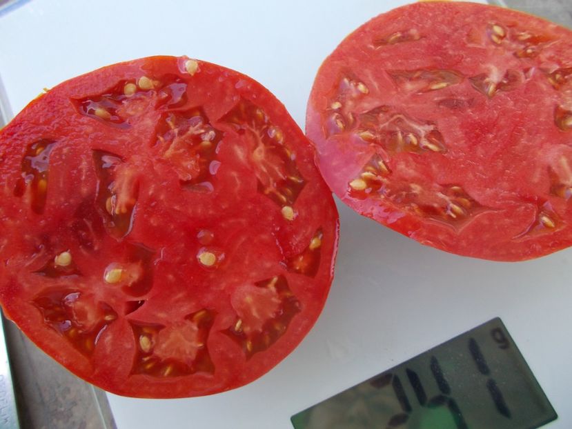  - SEMINTE ROSII - T 1052 LADY