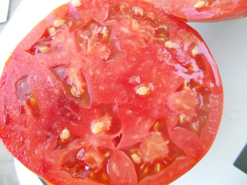  - SEMINTE ROSII - T 1052 LADY