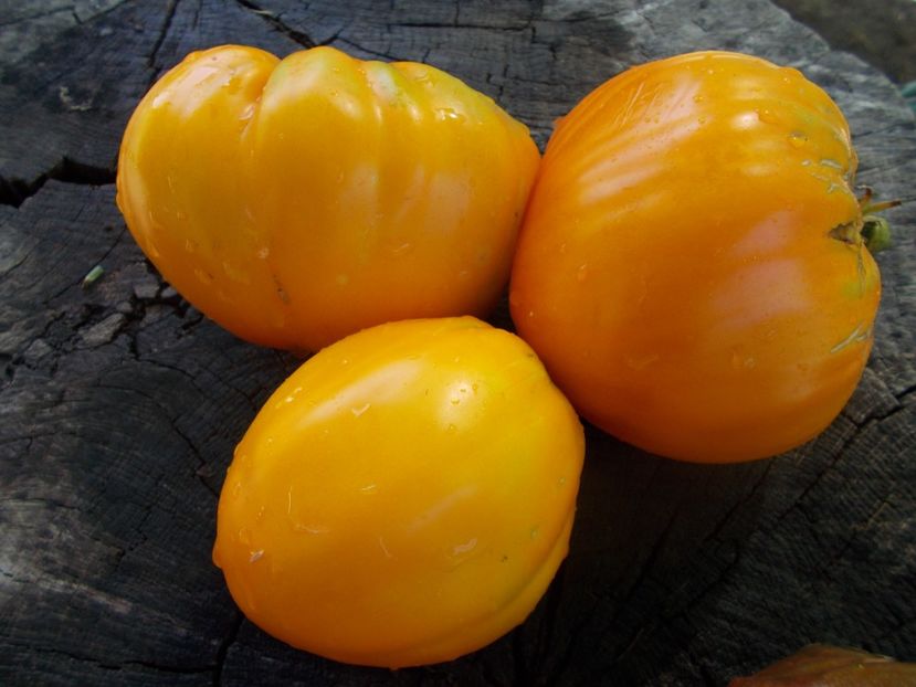  - SEMINTE ROSII - T 1053 HONEY SAVED