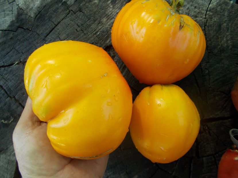  - SEMINTE ROSII - T 1053 HONEY SAVED