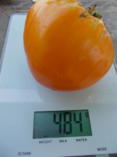  - SEMINTE ROSII - T 1053 HONEY SAVED