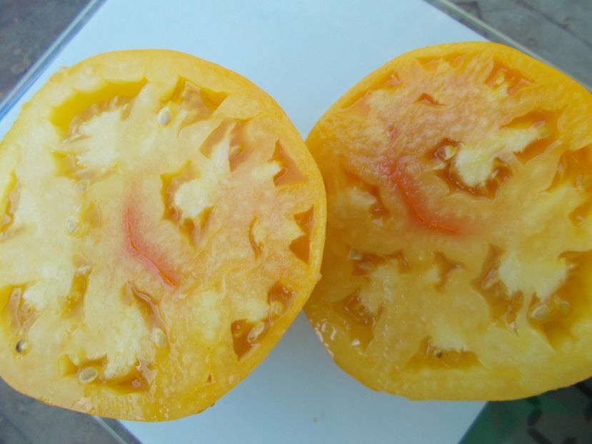  - SEMINTE ROSII - T 1053 HONEY SAVED