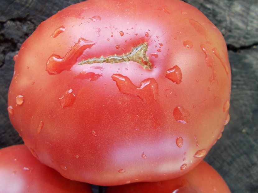  - SEMINTE ROSII - T 1046 ROSIE DE ALBA