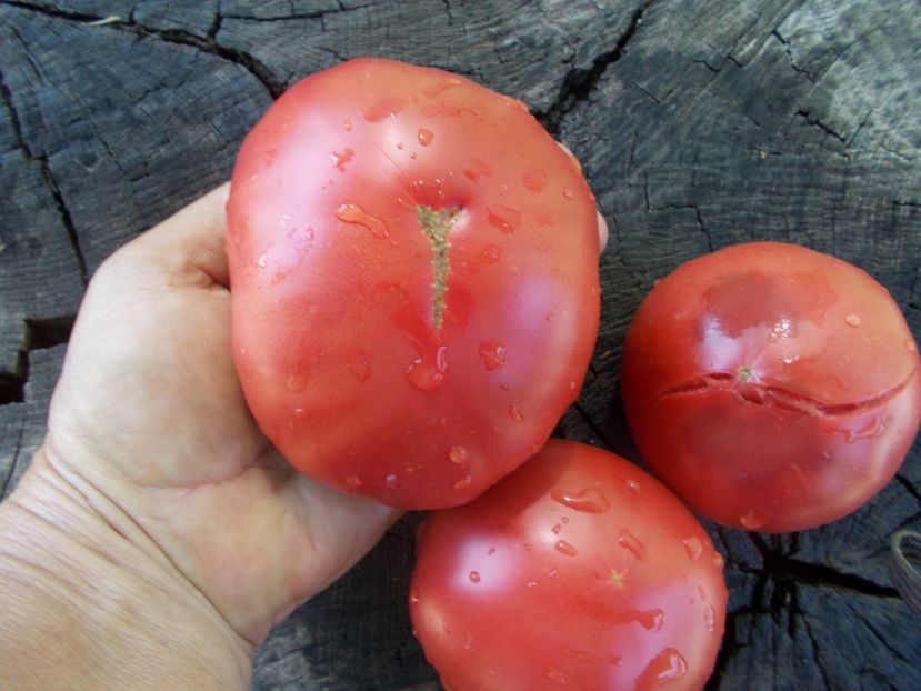  - SEMINTE ROSII - T 1046 ROSIE DE ALBA