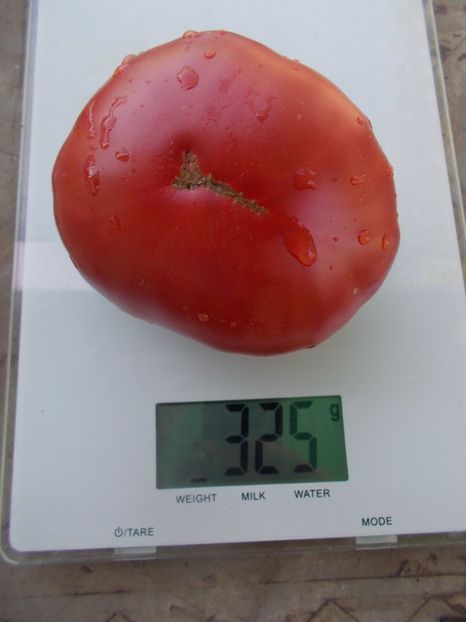  - SEMINTE ROSII - T 1046 ROSIE DE ALBA