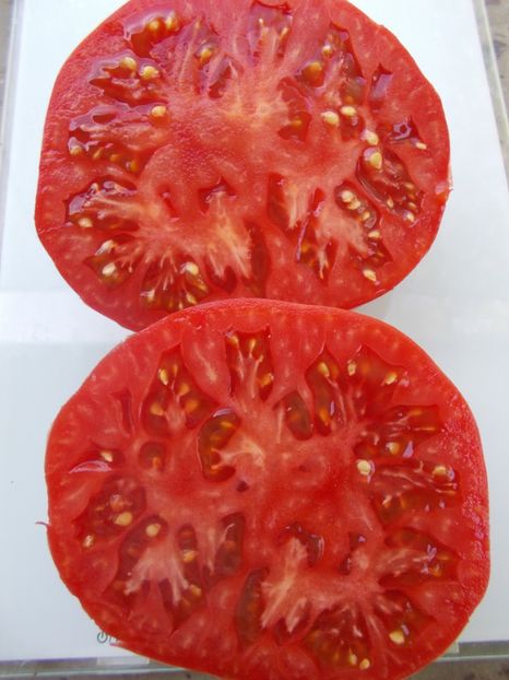  - SEMINTE ROSII - T 1046 ROSIE DE ALBA