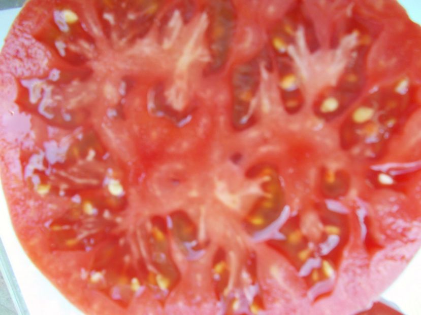  - SEMINTE ROSII - T 1046 ROSIE DE ALBA