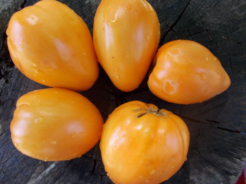  - SEMINTE ROSII - T 1121 OXHEART ORANGE