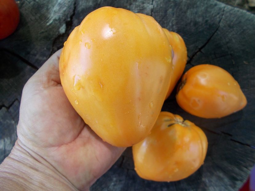  - SEMINTE ROSII - T 1121 OXHEART ORANGE