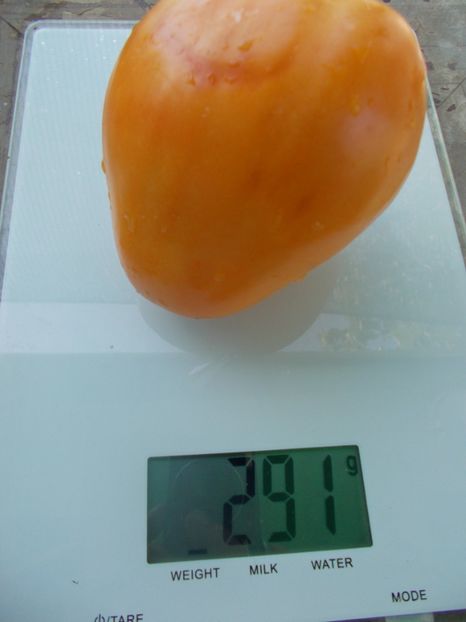  - SEMINTE ROSII - T 1121 OXHEART ORANGE