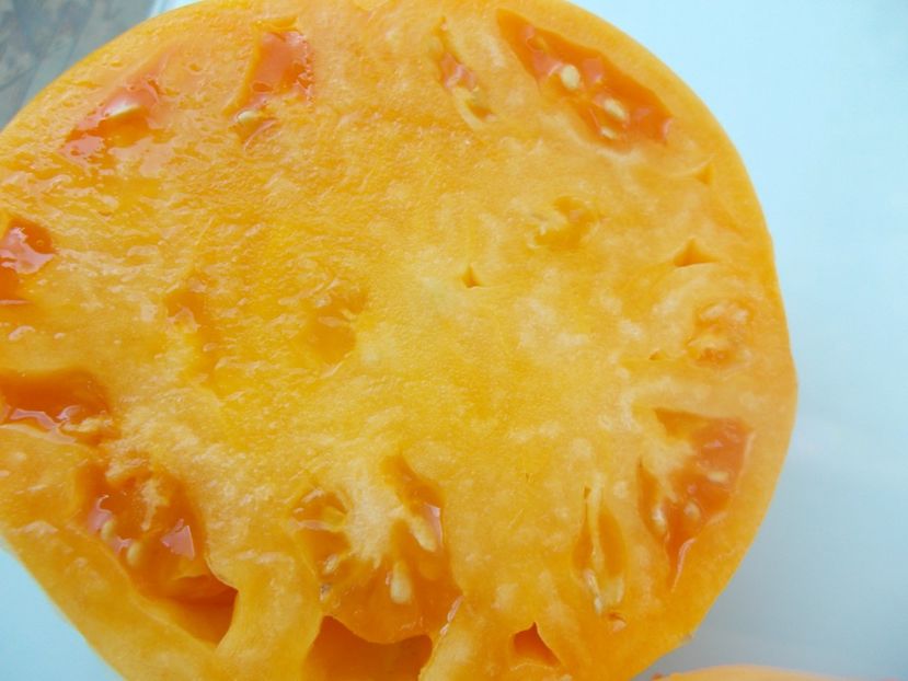  - SEMINTE ROSII - T 1121 OXHEART ORANGE