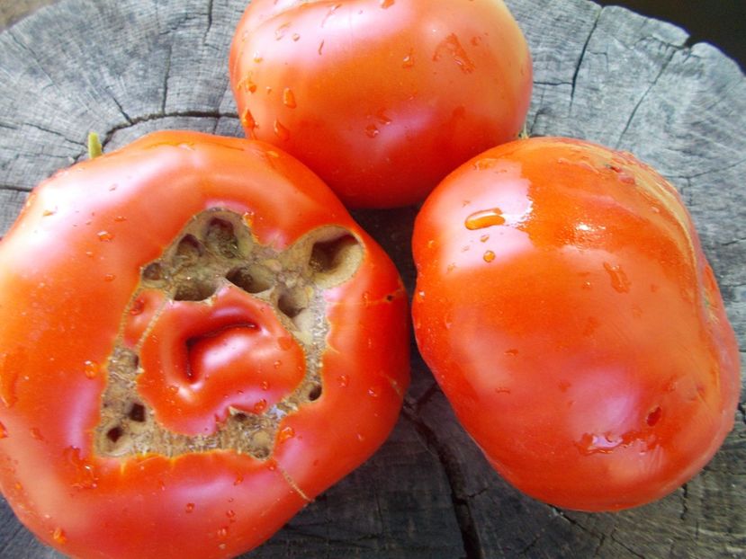  - SEMINTE ROSII - T 1048 ROSIE DE MEHEDINTI