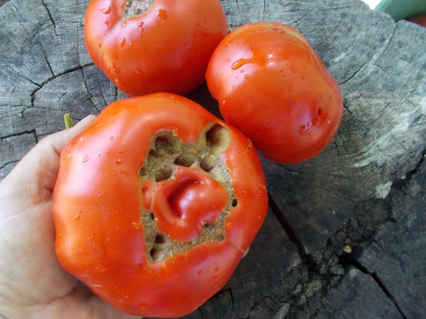  - SEMINTE ROSII - T 1048 ROSIE DE MEHEDINTI