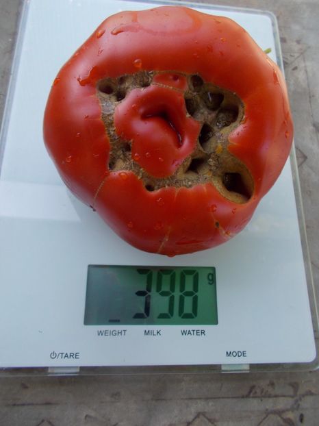  - SEMINTE ROSII - T 1048 ROSIE DE MEHEDINTI