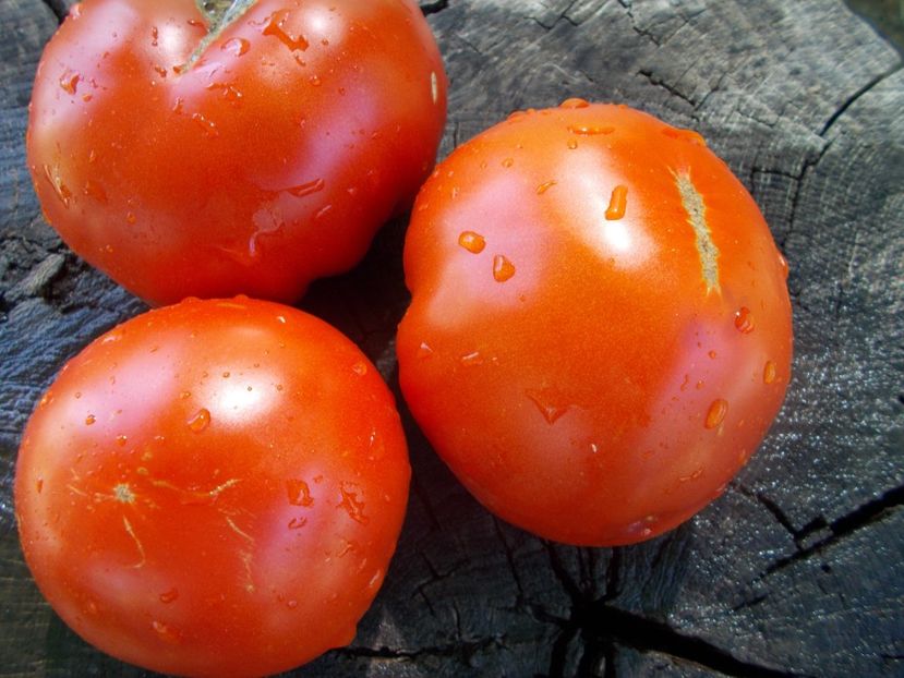  - SEMINTE ROSII - T 1043 MARI DE PORUMBACU