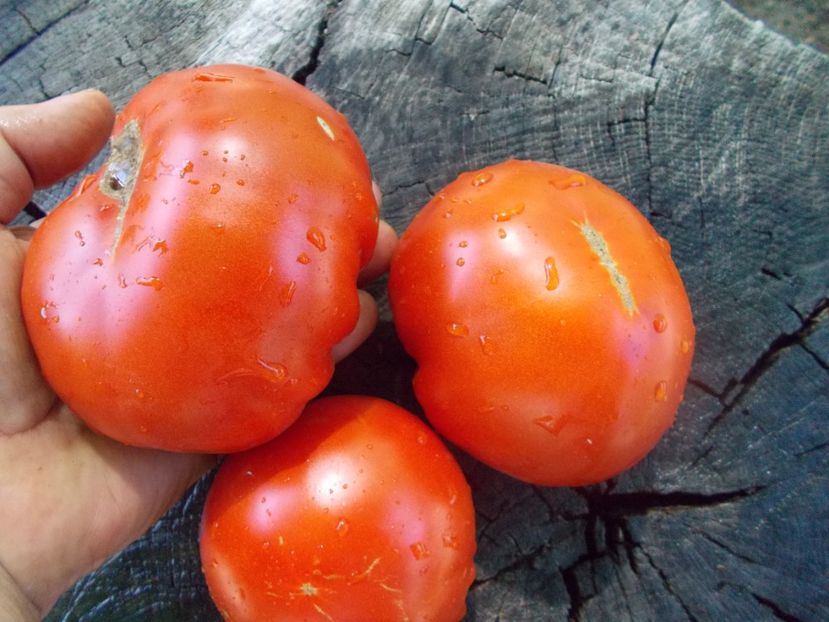  - SEMINTE ROSII - T 1043 MARI DE PORUMBACU