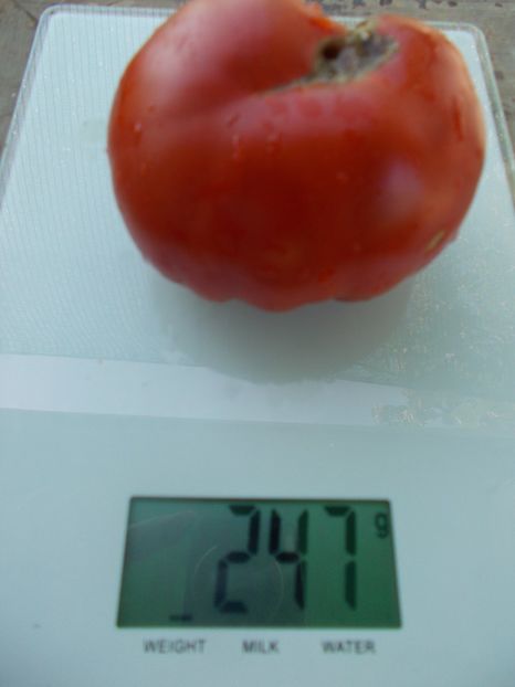  - SEMINTE ROSII - T 1043 MARI DE PORUMBACU