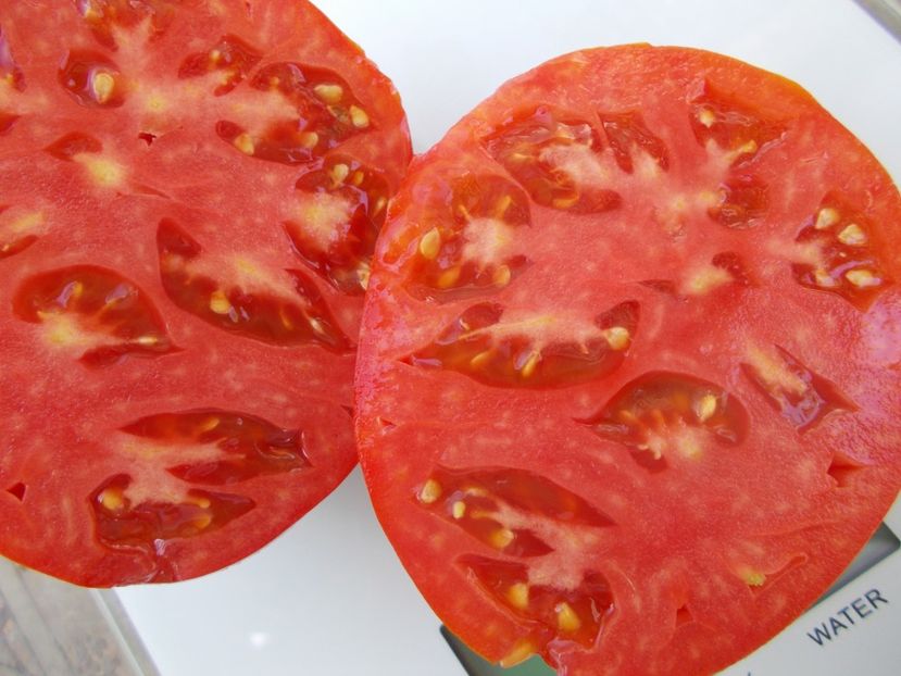  - SEMINTE ROSII - T 1043 MARI DE PORUMBACU