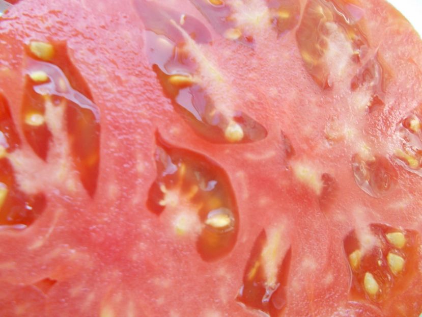  - SEMINTE ROSII - T 1043 MARI DE PORUMBACU