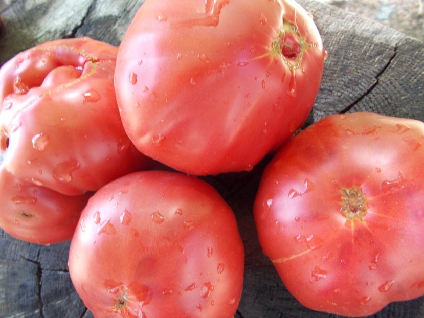  - SEMINTE ROSII - T 1050 ROZE DE SECUIENI