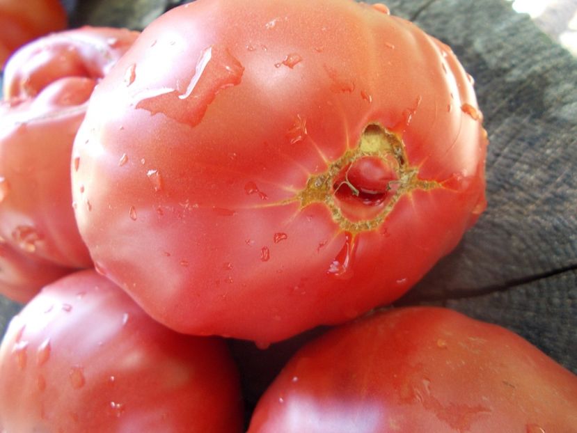  - SEMINTE ROSII - T 1050 ROZE DE SECUIENI