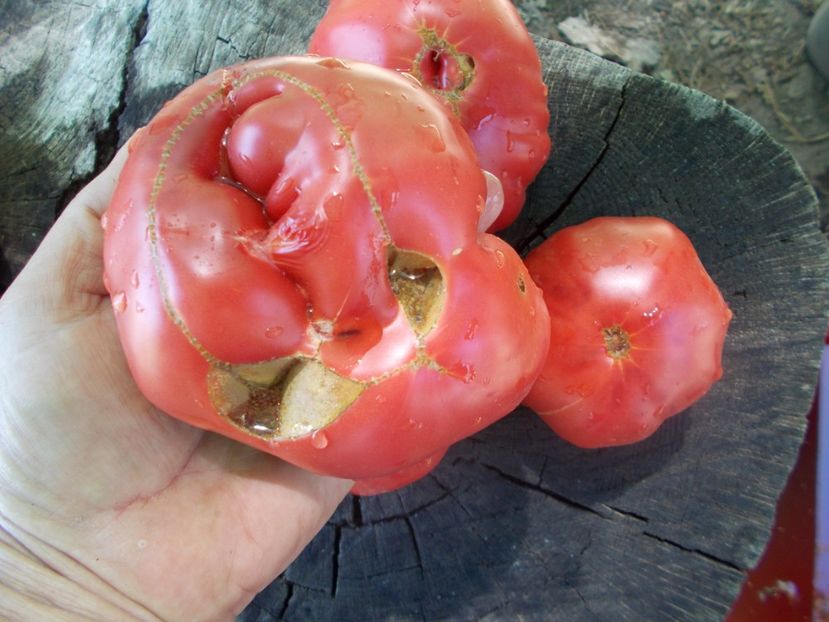  - SEMINTE ROSII - T 1050 ROZE DE SECUIENI