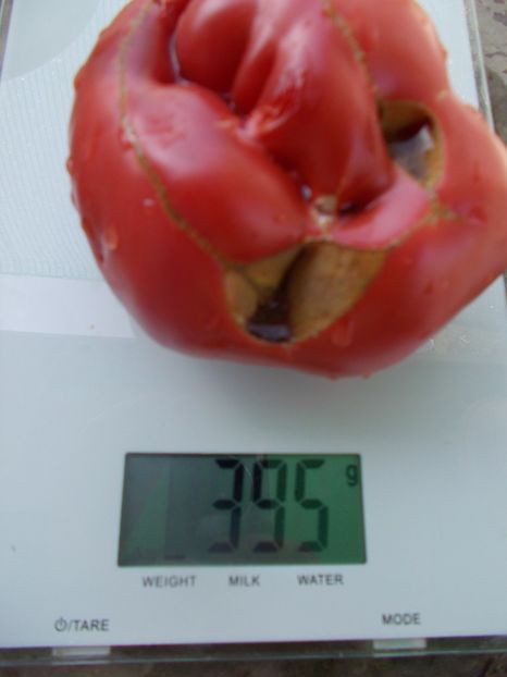  - SEMINTE ROSII - T 1050 ROZE DE SECUIENI