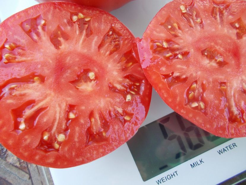  - SEMINTE ROSII - T 1050 ROZE DE SECUIENI