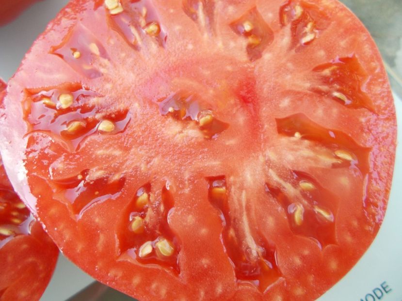  - SEMINTE ROSII - T 1050 ROZE DE SECUIENI