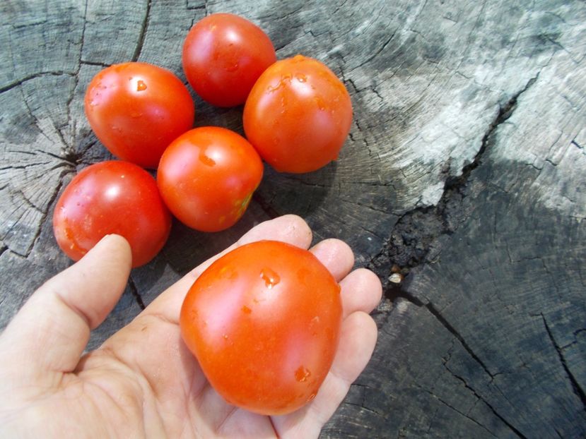  - SEMINTE ROSII - T 1095 DE BARAO FAT-SHAPED