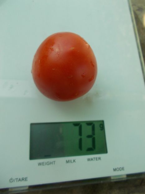  - SEMINTE ROSII - T 1095 DE BARAO FAT-SHAPED