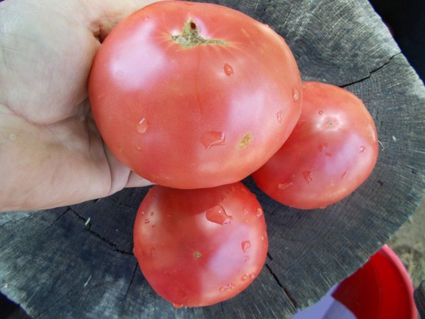  - SEMINTE ROSII - T 1092 BATIANYA