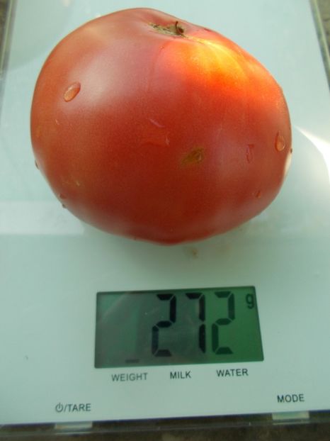  - SEMINTE ROSII - T 1092 BATIANYA