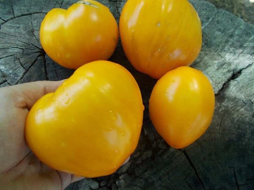  - SEMINTE ROSII - T 1136 MOON DELIGHT- LUNAR DELIGHT
