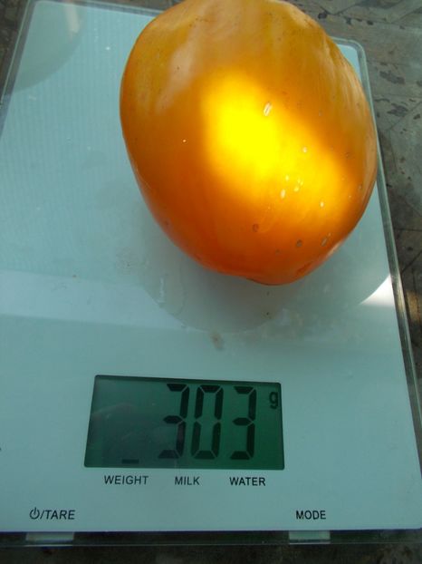  - SEMINTE ROSII - T 1136 MOON DELIGHT- LUNAR DELIGHT