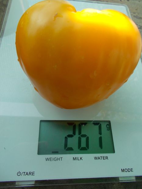  - SEMINTE ROSII - T 1136 MOON DELIGHT- LUNAR DELIGHT