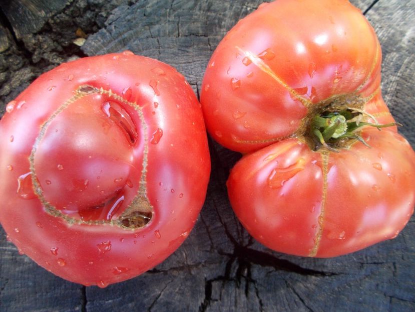  - SEMINTE ROSII - T 1036 HARBUZESTI